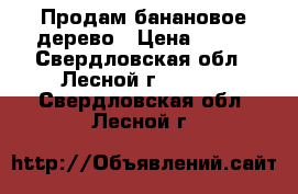 Продам банановое дерево › Цена ­ 800 - Свердловская обл., Лесной г.  »    . Свердловская обл.,Лесной г.